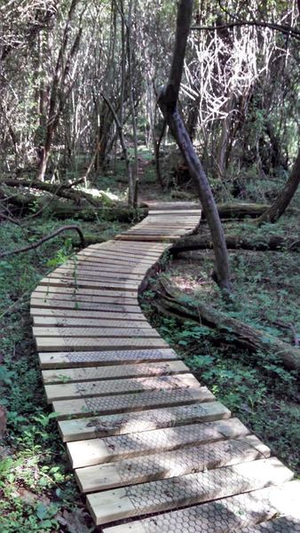 The Kentucky Dam Village Loop is slow and flowy mixed with tight and technical.