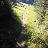 A short climb through a clearing on Surveyor's Ridge Trail.