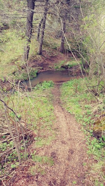 Exactly 1.0 mile from the 715 TH off Mt Herman Rd, you'll come to a fork. Go right and you'll climb a nasty hill, YES choose it. Proceeding left brings riders to this stream. Choose the high road!