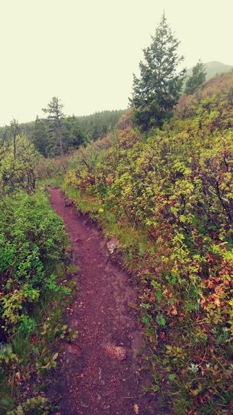 Flowing section of the White Ghost Trail.