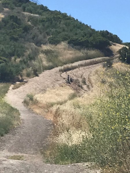 El Escorpian trail, by Daniel Ferguson, Local Ecologist.