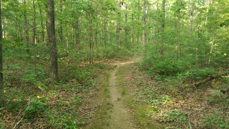 Singletrack showing some signs of the overgrowth coming back in after the initial wide cutback along the Wolf Creek Loop.