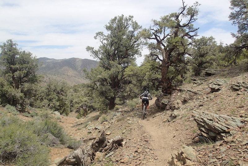 Riding beneath some short ledges on the Westagard Pass Trail.