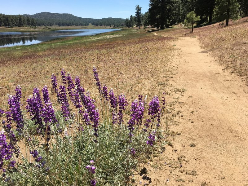 Lupine flowers along the smooth, Big Laguna Trail - West that circles around the meadow and lake.