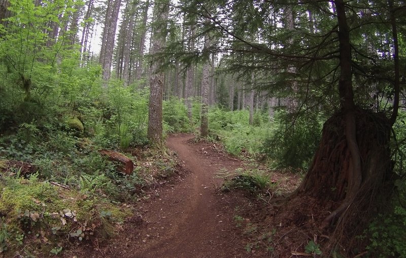 Catapulting down Catamount.