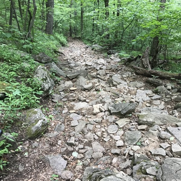 Some not too easy rolling on the Farlow Gap Trail.