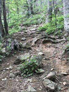 Roots and rocks are common.