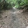 One of the smooth sections along the Daniel Ridge Trail.