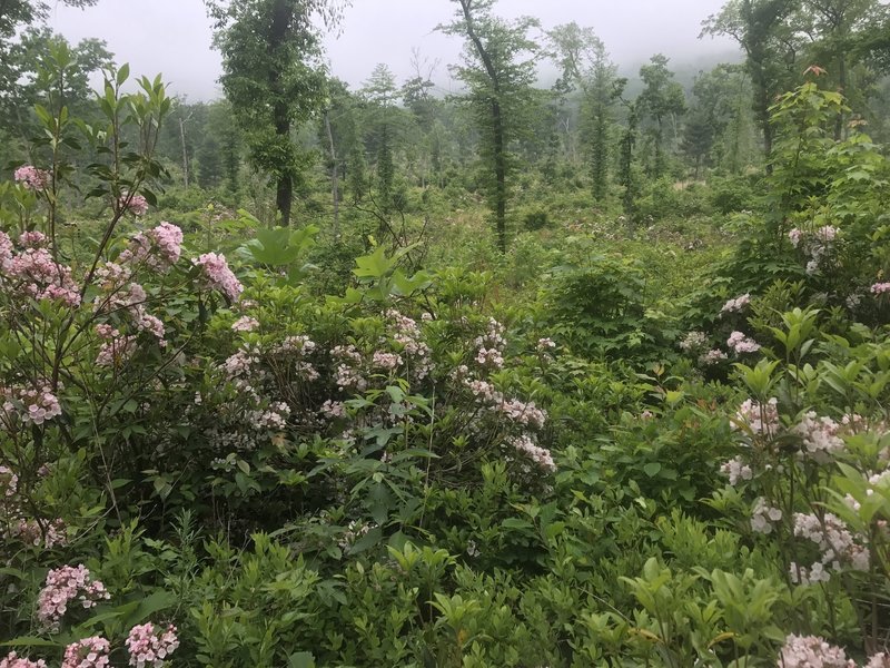 Mountain Laurel on the Laurel Run Spur Trail.