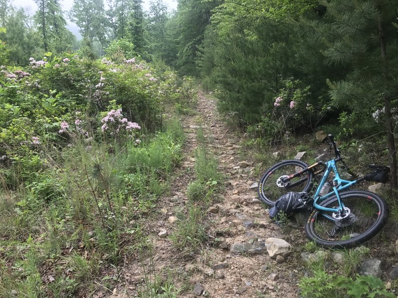 Even though the trail is wider, there are still plenty of rocks to make you work.