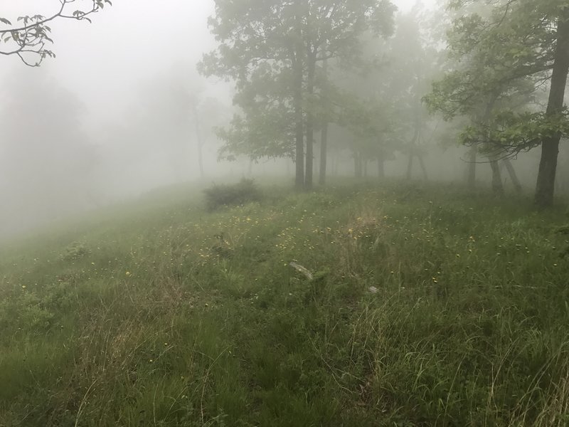 A foggy summit on the North Mountain Trail.