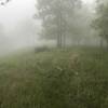 A foggy summit on the North Mountain Trail.