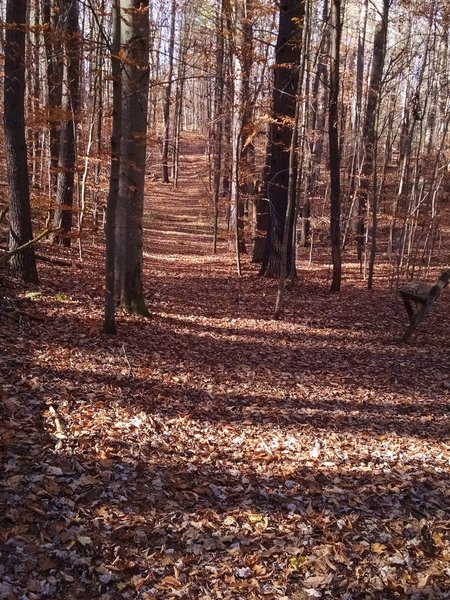 Ogemaw Hills Pathway in the fall.