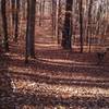 Ogemaw Hills Pathway in the fall.