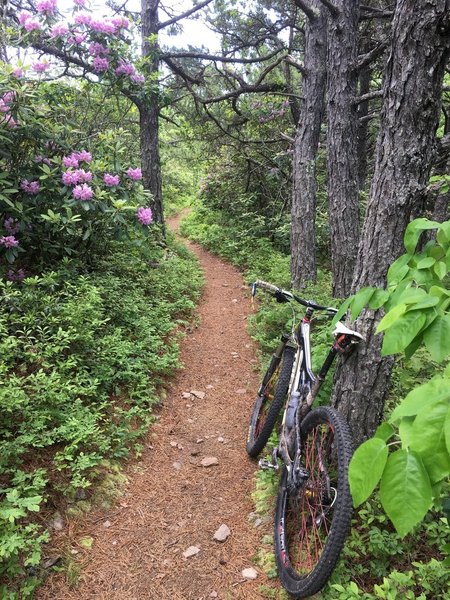 Torry Ridge Trail in early June, enjoying Azalea and Rhodendron blooms.