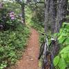 Torry Ridge Trail in early June, enjoying Azalea and Rhodendron blooms.
