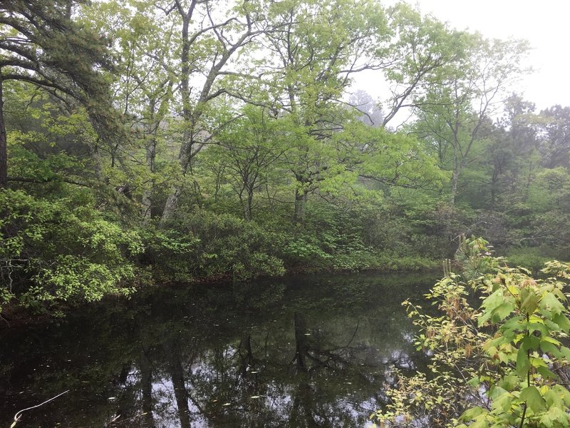 You'll hear the frog pond before you see it in March.