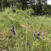 Spring blooms add to the appeal pedaling the Palouse Canyon Loop.