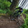 A rider encounters burly roots along Greenline.