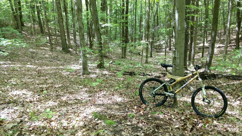 Ogemaw Hills Pathway in a small valley near the north trailhead.