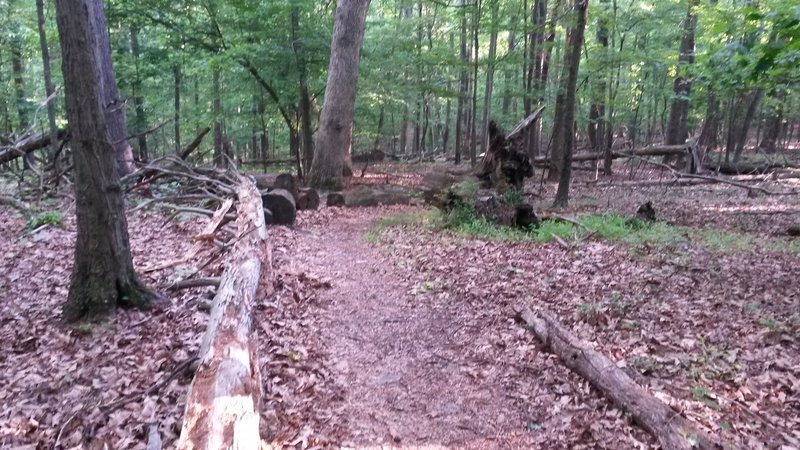 A log-lined section of trail at Great Seneca Stream Valley Park.