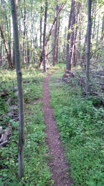 A clearly defined ribbon of singletrack on the west side of the park.