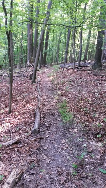 Much of the trails are marked with branches and logs along the outside edge