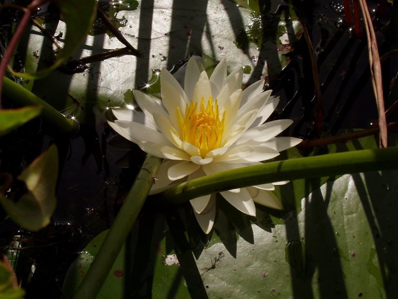 The Yellow Trail gets visitors up close to the wetlands from a few short boardwalks. | Copyright Carol Bean (goo.gl/rQArz5) under CC BY-2.0 (https://creativecommons.org/licenses/by/2.0/) Photo was unchanged.