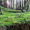 Sunlight through the trees, taken from creek crossing on Old Cabin.