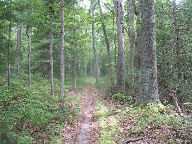 One of the several straightaways gives you a chance to let off the brakes and fly on the Yellow Ridge Descent.