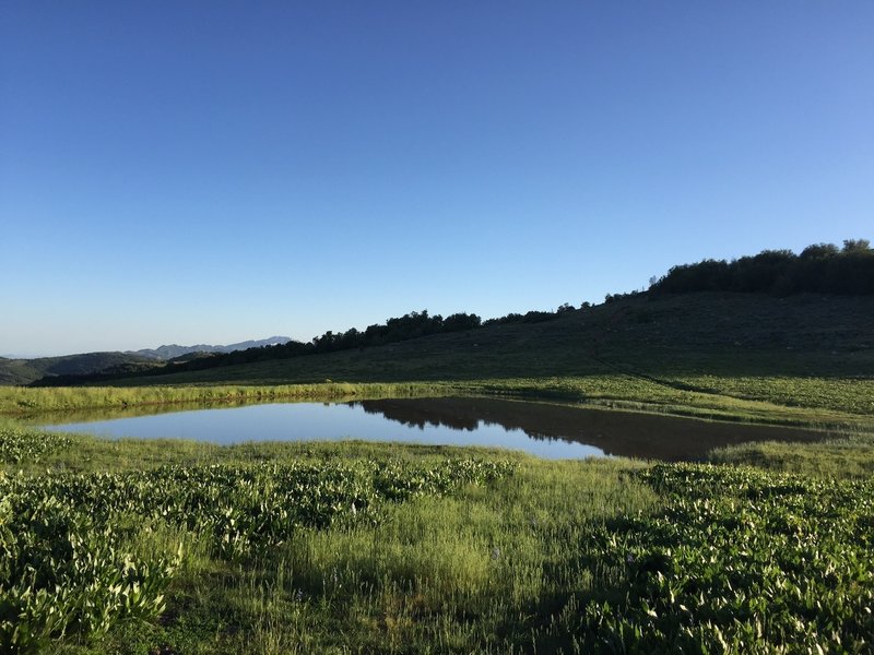 Scared off the elk before snapping this photo of the watering hole.