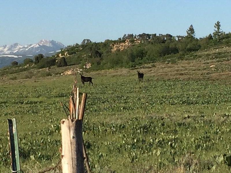 Two moose keeping an eye on the bikers.