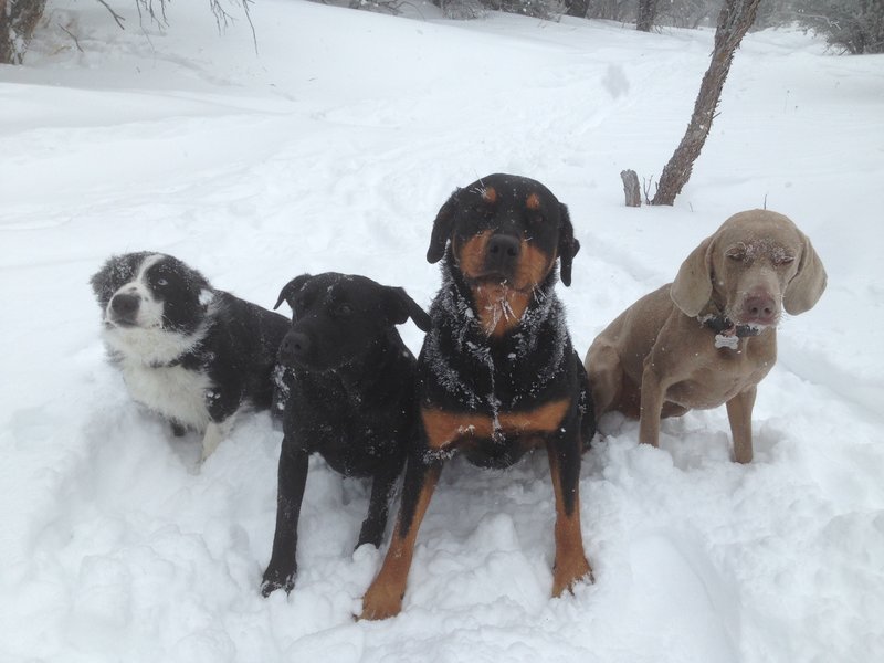 My dogs on Solar Coaster in January.