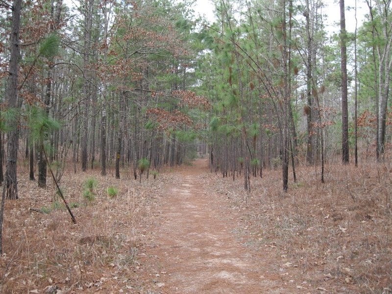 The beginning of the Wild Azalea trail is rather tame and great for a short warm up before shredding the next 45 miles.