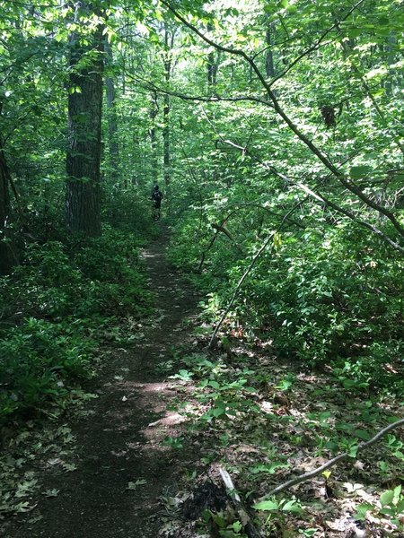 A close corridor of vegetation gives the trail a nice narrow feel.