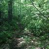 A close corridor of vegetation gives the trail a nice narrow feel.