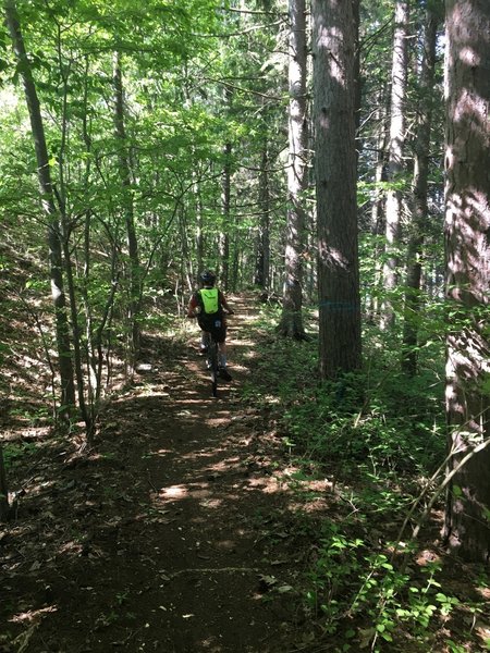 Down the "Spruce Line" trail to head around Rutland Heights Pond.