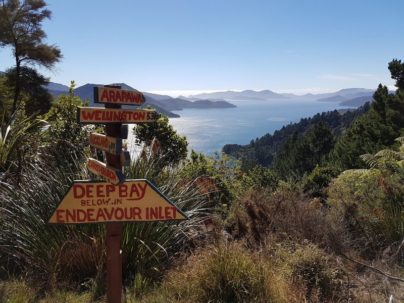 Queen Charlotte Track between Punga Cove and Portage.