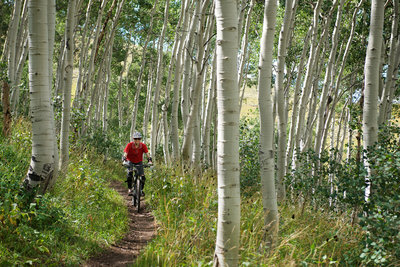 Groves of Aspen make for a beautiful setting on the bottom half of Nail Driver.