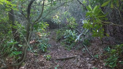 A somewhat shrouded Entrance up the Vinyard Gap trail.