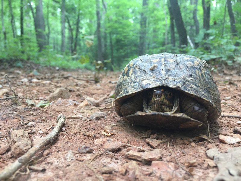 Watch Out for these guys! They love the trail too!