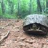 Watch Out for these guys! They love the trail too!