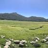 View across a big meadow from the Cannell Trail.