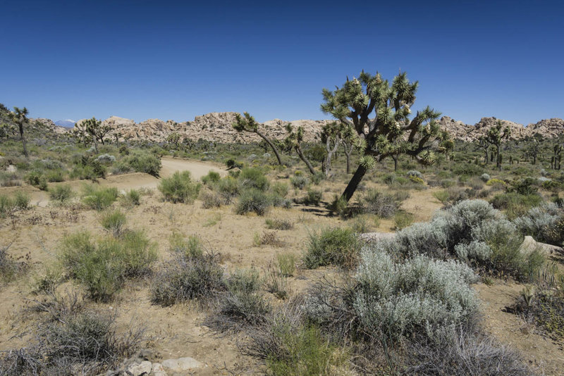 Riding a mountain bike in Joshua Tree National Park is all about experiencing the scenery.