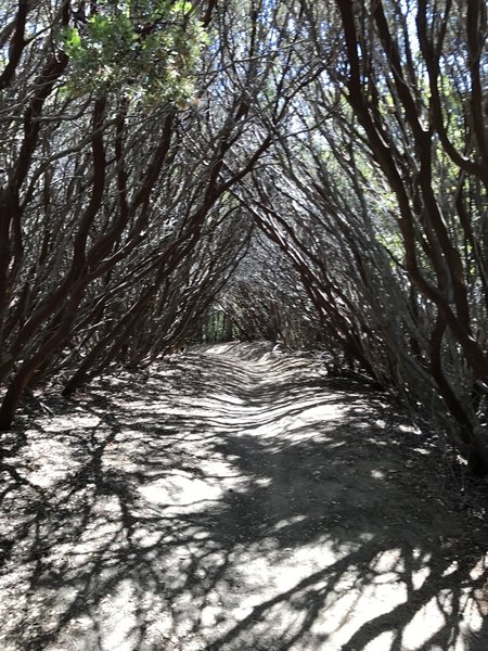 A manzanita archway on Just Oustanding.