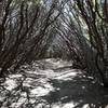 A manzanita archway on Just Oustanding.