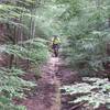 This old corridor has grown in over the years for a nice singletrack feel.