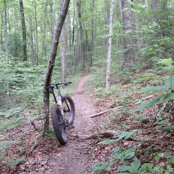 A nice pice of smooth singletrack through a beautiful forest.