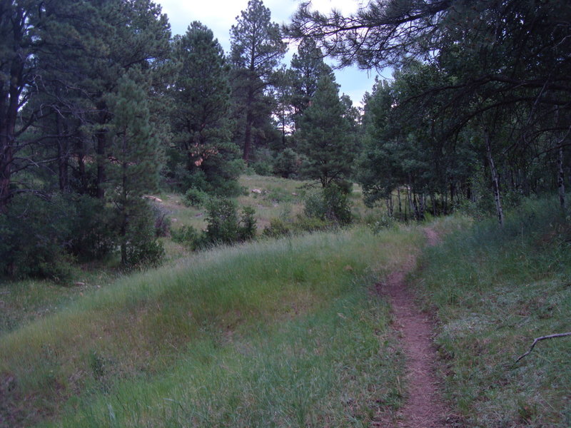 The rolling forested terrain of the east side of the Thunder Trails system. Goshorn Loop #593.