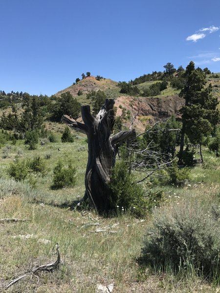 Remains of a past fire along the Burnt Hollow trail.